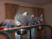 Congo African Grey Parrots and Fertile parrot egggs for sale