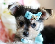 Female Yorkie Puppy for Adoption